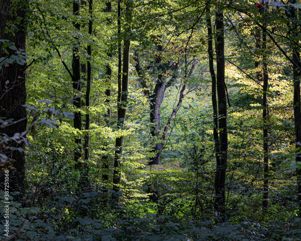 Fototapeta premium Sun bursting though trees in the woods