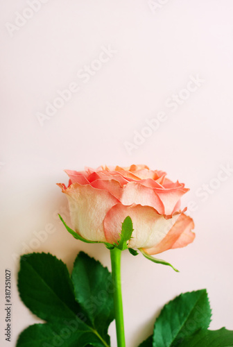 One pink rose on a pink background. Valentine s Day