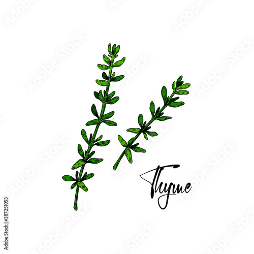 Hand drawn thyme branches. Vector illustration isolated on white. Botanical herbal plant in vintage colored sketch style. Thymus vulgaris.