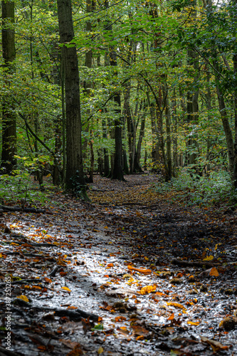 Sun shining on floor of forest 