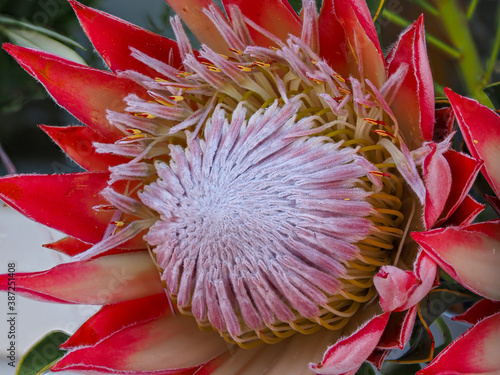 Giant Protea photo