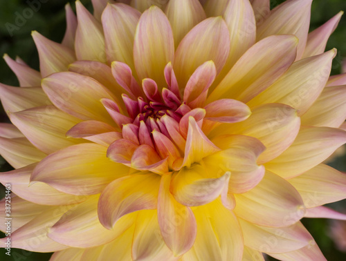 Close up of beautiful yellow-pink flower (dahlia) in full bloom. Minimal floral concept on vibrant colors. Autumn scene. Abstract natural background.
