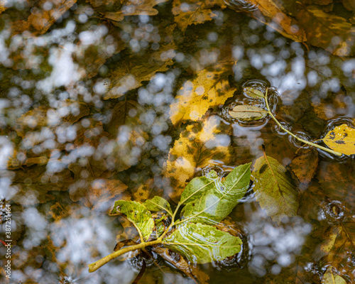 Leaves in puddle