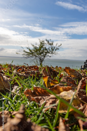 Autum leaves on bright day