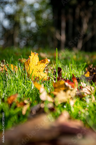 Leaves on floor with sun shinning .