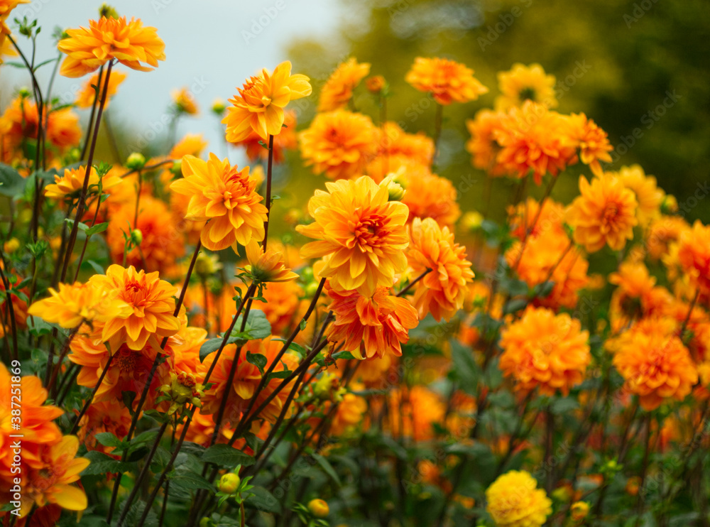 Dahlia flowers. Beautiful orange flowers on yellow trees background. Autumn floral concept with warm colors. 
