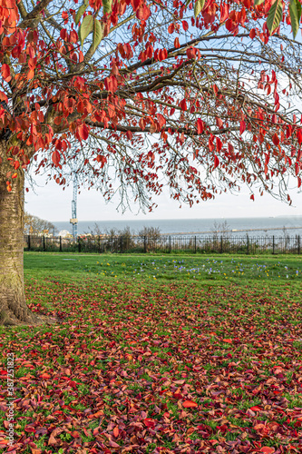 Red leaf tree with green grass in autumn 