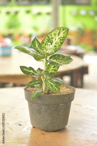 Beautifull Aglaonema Sparkle In A Black Pot Stands On Wooden Table On A Blurred  Background.