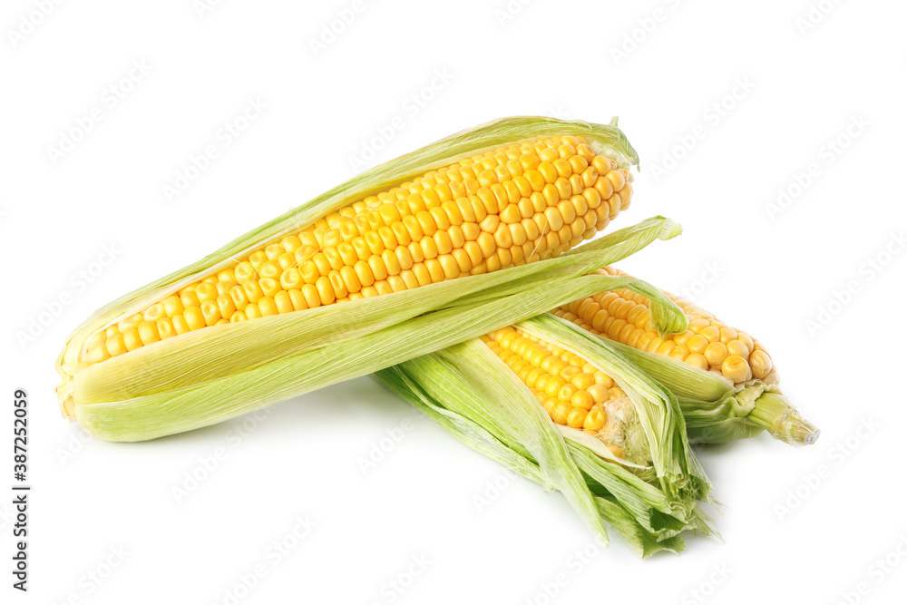 Ripe raw corn cobs with husk on white background Ripe raw corn cobs with husk on white background
