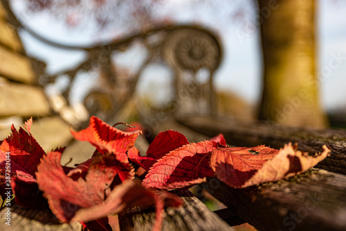 Autumn in the park with red falling leaves.