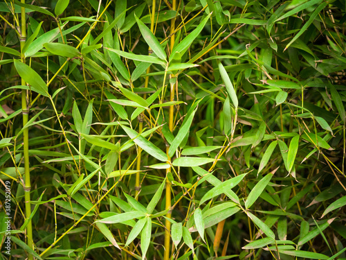 Obraz na płótnie Phyllostachys Aurea is a Species of Bamboo in Medellin, Colombia w salonie
