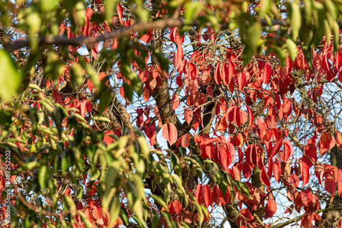 Red and green leaves on tree 