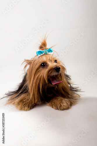 dog posing