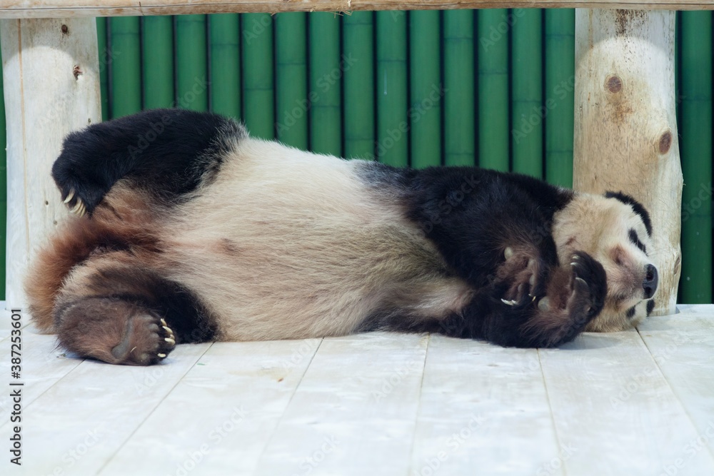 横たわるパンダ