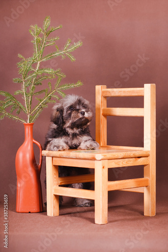 Puppy rests on a chair in the New Year's interior