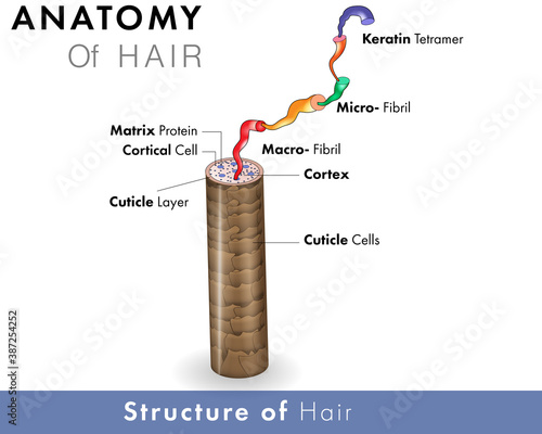Cross section of human hair anatomy top view