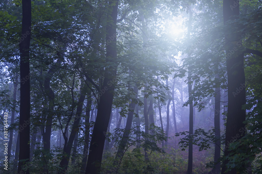 Beautiful autumn landscape morning forest in the sun. Majestic view of trees in the fog. Beautiful autumn landscape morning forest in the sun. Majestic view of trees in the fog.