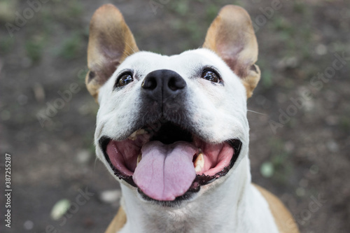 Friendly dog smile, looking at camera. Playing in the public park