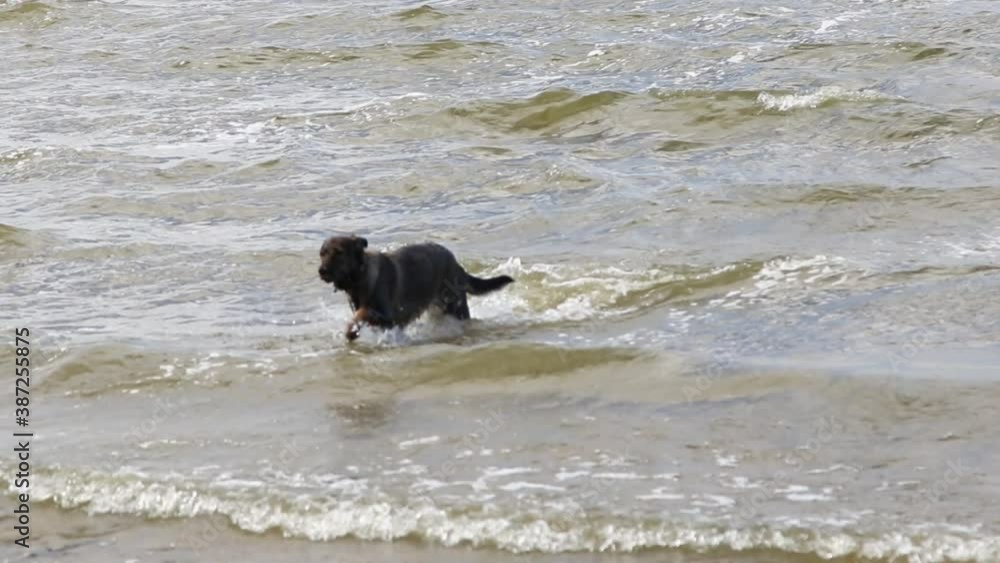 Black dog comes out of the water on the lake shore. Black dog comes out of the water on the lake shore.