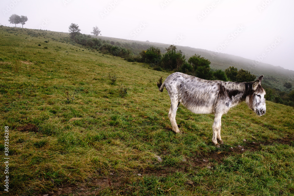 Fototapeta premium Burro negro y blanco paciendo en monte 