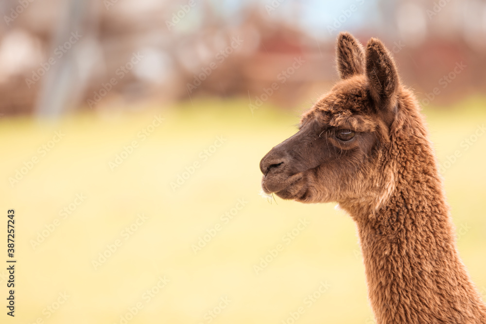 Obraz premium Alpaka