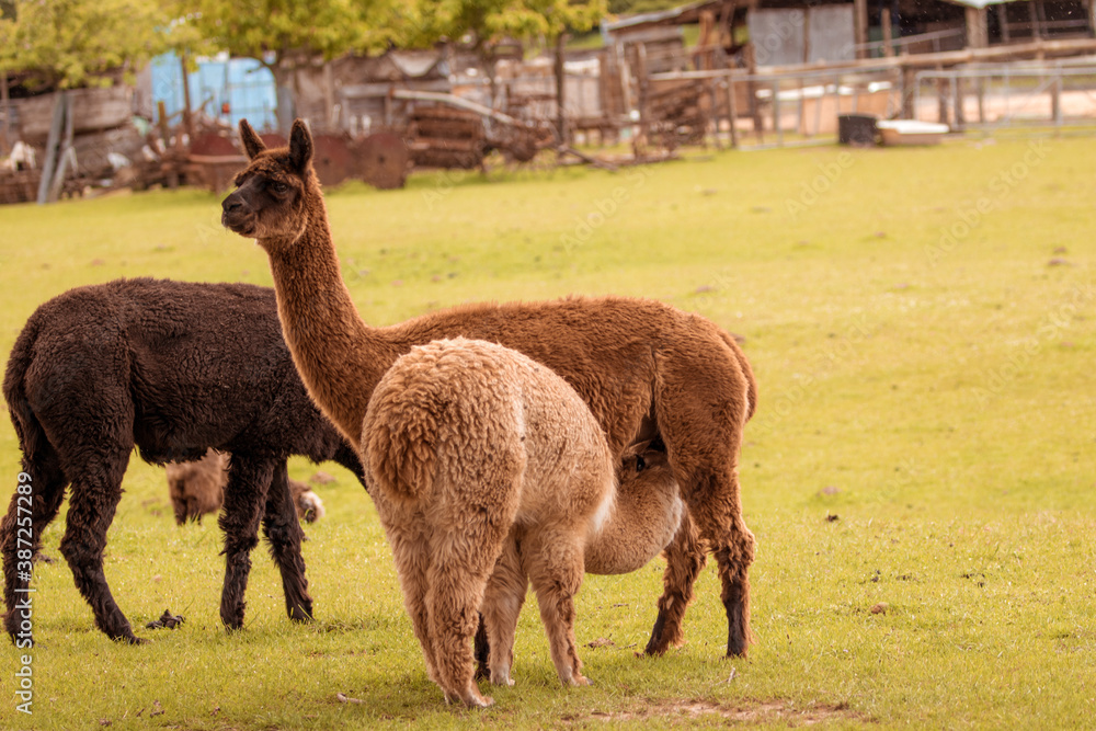 Fototapeta premium Alpaka