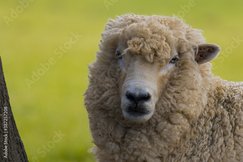 ausdrucksvolles Schaf Neuseeland