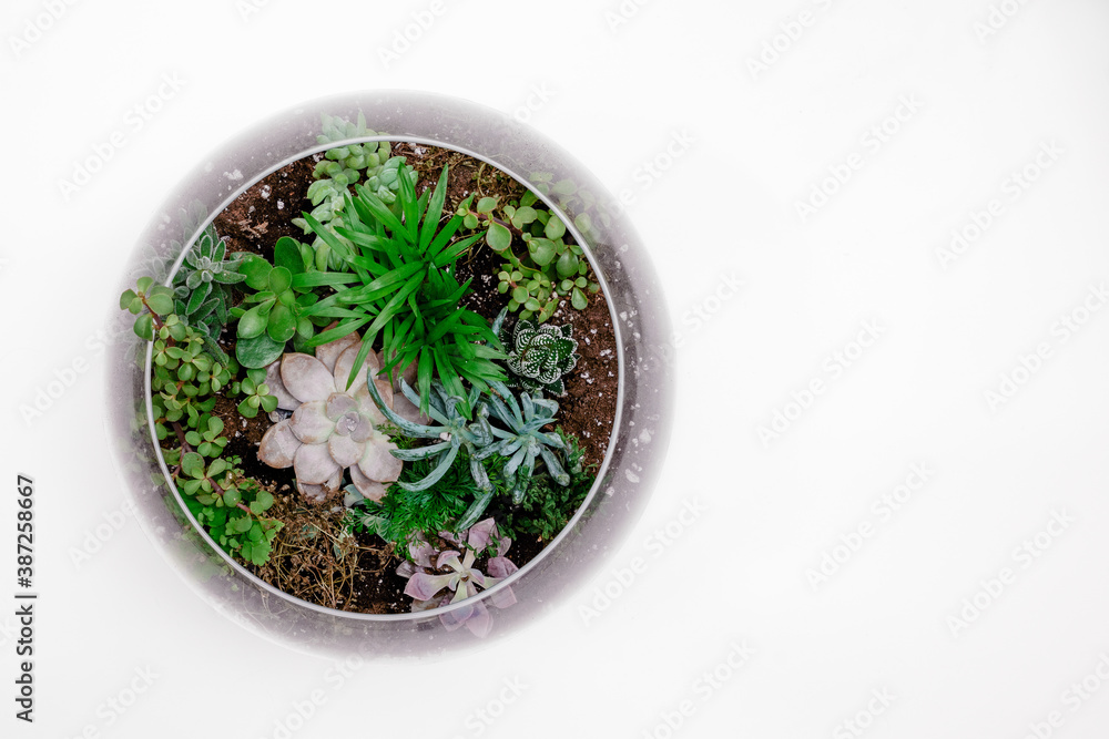 Flat lay of Terrarium of succulents and desktop with white background