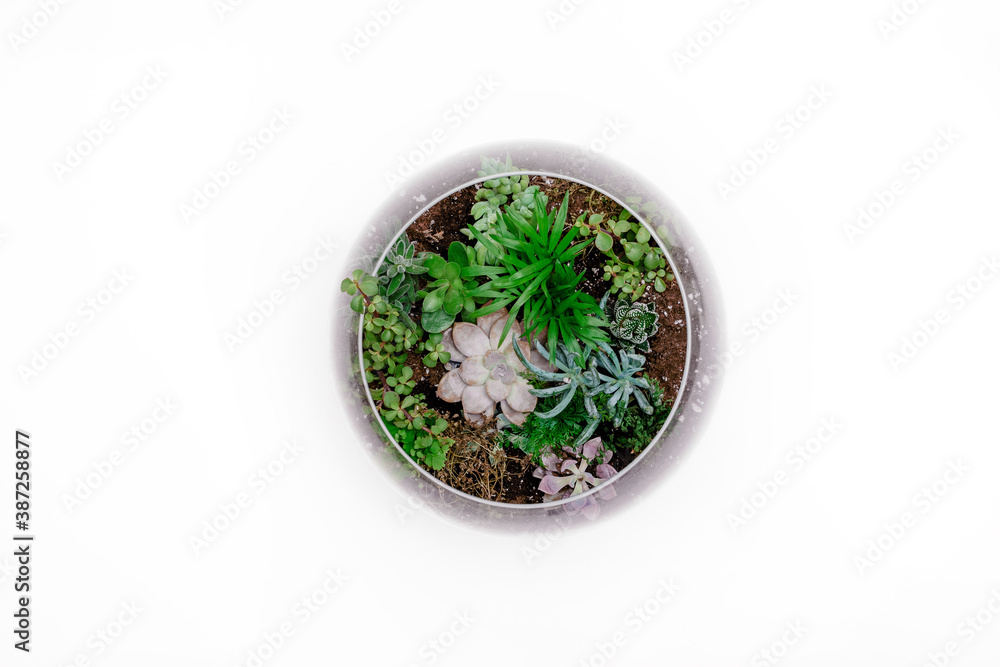 Flat lay of Terrarium of succulents and desktop with white background Flat lay of Terrarium of succulents and desktop with white background