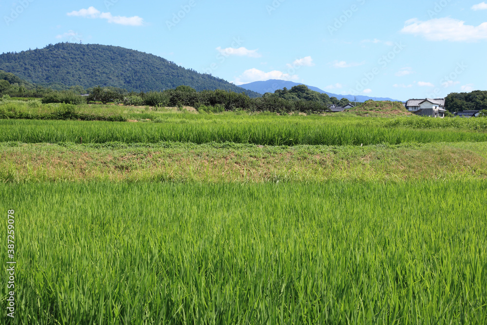 田園と三輪山