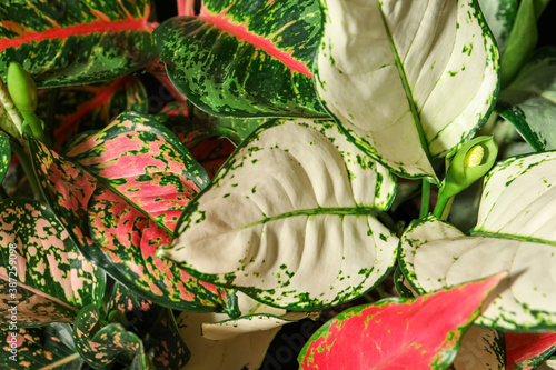 Aglaonemas with beautiful leaves as background, closeup. Tropical plants photo