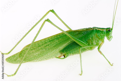 The great green grasshopper Tettigonia viridissima on white