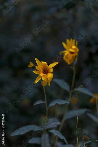 yellow flower in the wind