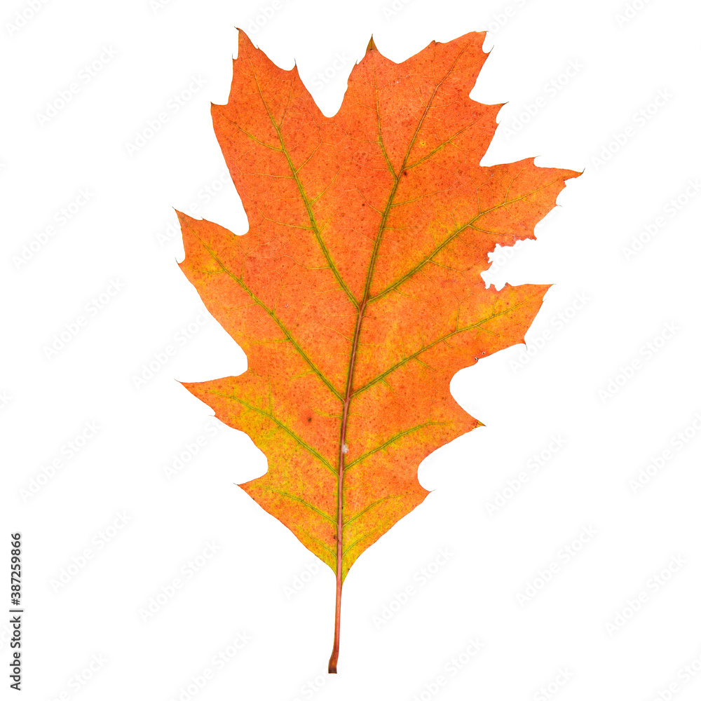 Obraz premium Autumn, leaf isolated on white background
