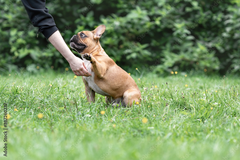 French bulldog dog of fawn color is training to give a paw command French bulldog dog of fawn color is training to give a paw command