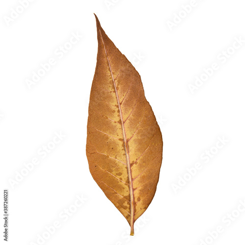 Autumn leaf isolated on white