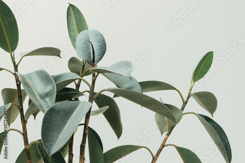 Tableau sur toile Rubber tree plant
