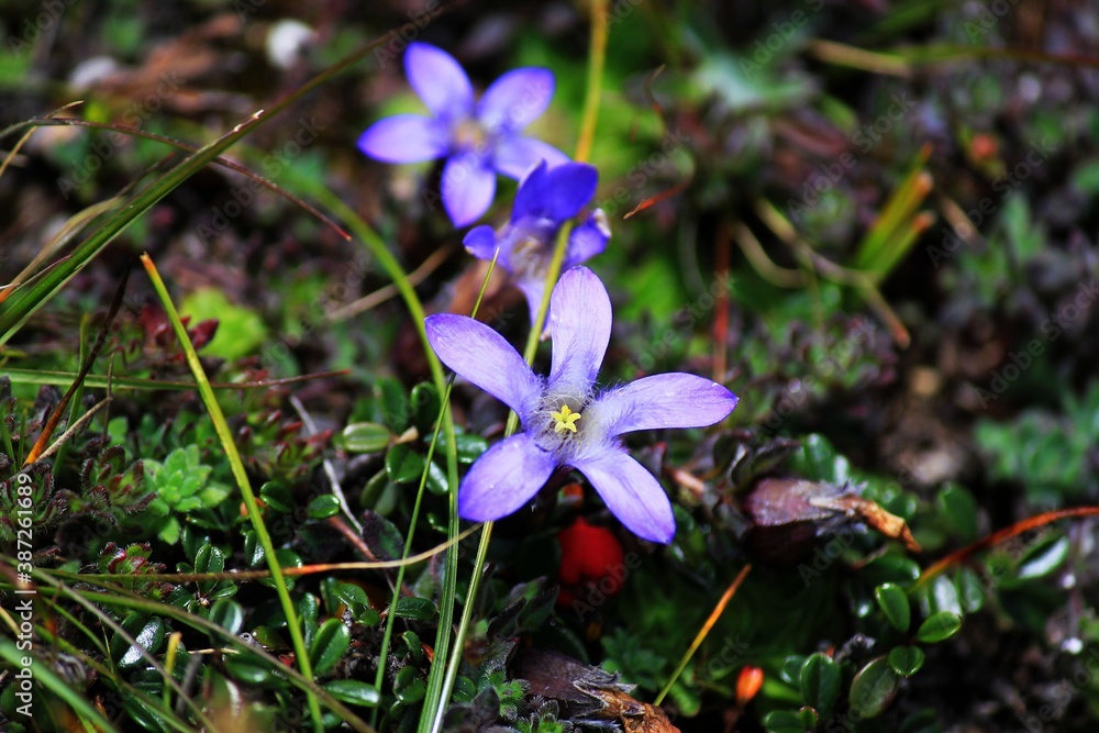 Purple cyananthus microphyllus - trailing bellflower (Campanulaceae) with blurred background growing in nepali mountain meadow in Sagarmatha Khumbu Region, Nepal Himalaya Purple cyananthus microphyllus - trailing bellflower (Campanulaceae) with blurred background growing in nepali mountain meadow in Sagarmatha Khumbu Region, Nepal Himalaya