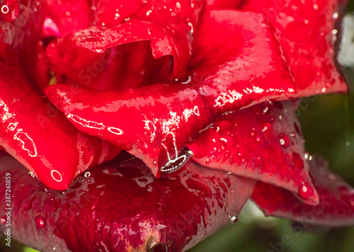 red rose rain drop macro