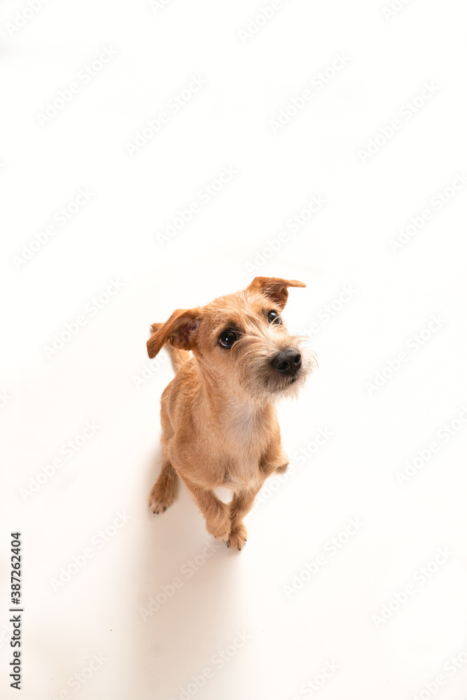 Curious dog 4 Curious dog 4