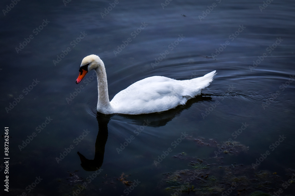 Fototapeta premium A swan on Lough Hyne in Ireland 