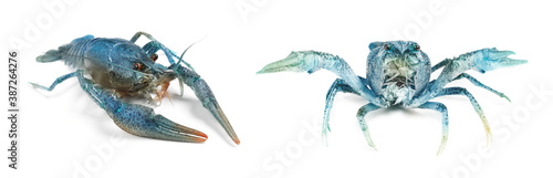 Two blue crayfishes isolated on white. Banner design