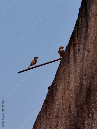 portrait image of two small house sparrows, perched on a metal rod on top of a rustic wall, under a blue sky.