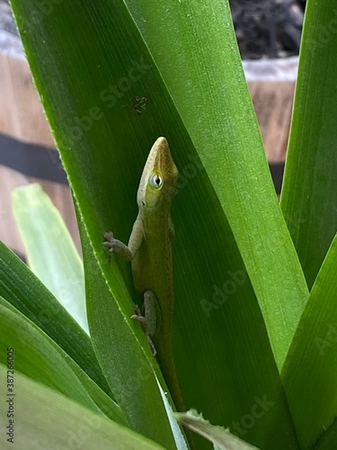 green lizard on a leaf