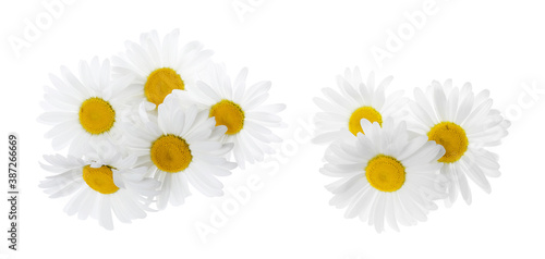 Set of beautiful chamomile flowers on white background © New Africa