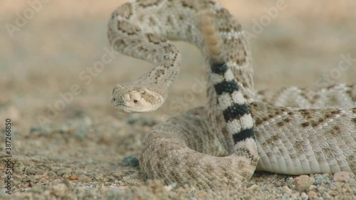 Sidewinder shaking its rattle, New Mexico, USA