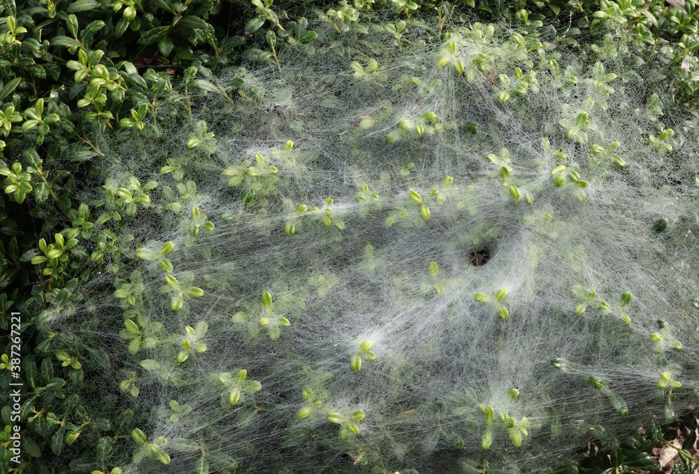 Spider Webs in Garden