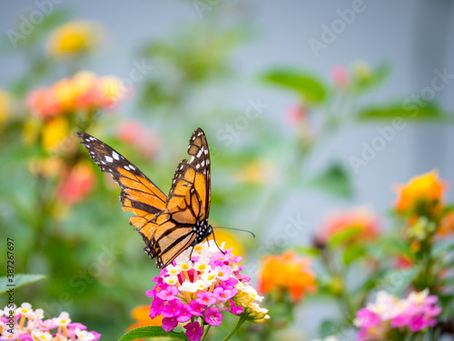 The Viceroy (Limenitis archippus) is an Orange and Black Butterfly that is on Top of the Yellow and Orange Flowers (Lantana Camara) in Medellin, Colombia