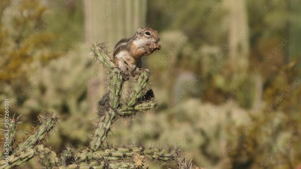 Harris's antelope squirrel sitting on cactus and eating, New Mexico, USA Harris's antelope squirrel sitting on cactus and eating, New Mexico, USA