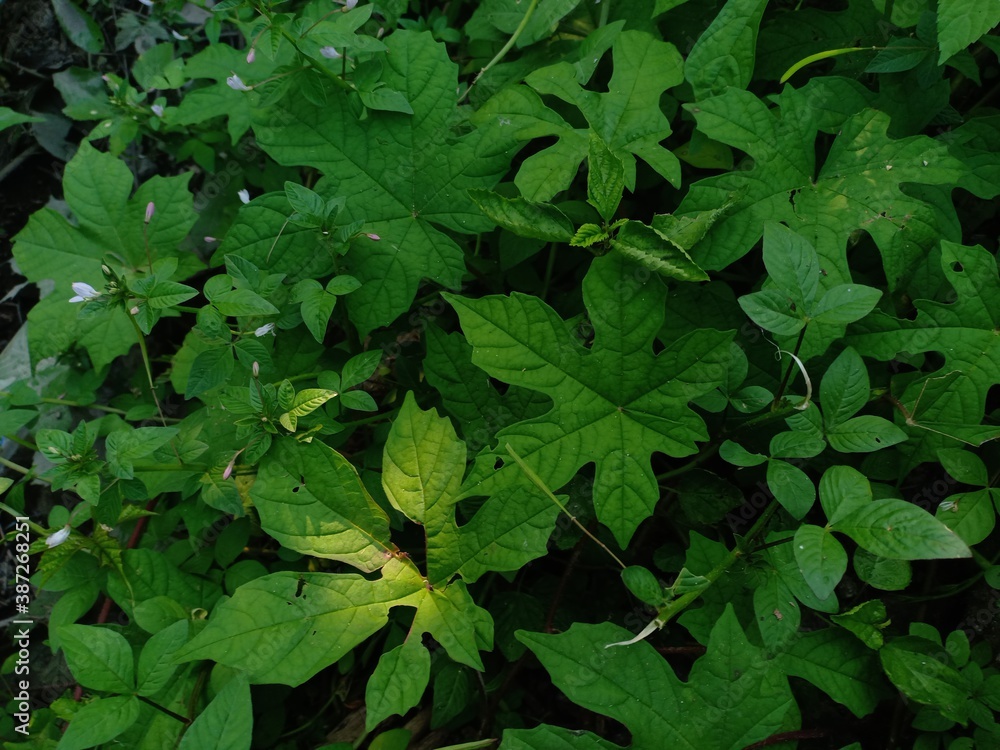 Momordica balsamina or forest pare that grows wild in the forest Momordica balsamina or forest pare that grows wild in the forest